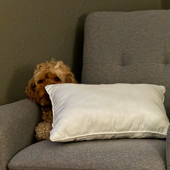 Meet your Posher, Tyson - Picture 1 of 1